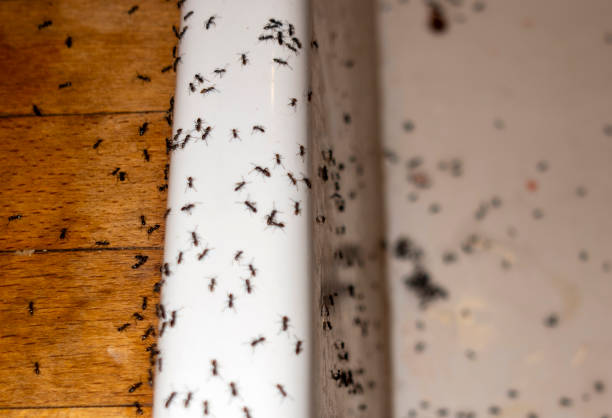 Best Exterminator Services  in Poquonock Bridge, CT