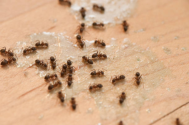 Best Insect Control  in Poquonock Bridge, CT