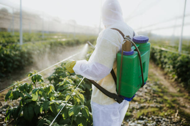 Best Bed Bug Extermination  in Poquonock Bridge, CT